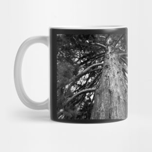 Black and White Photograph of a Redwood Tree Mug